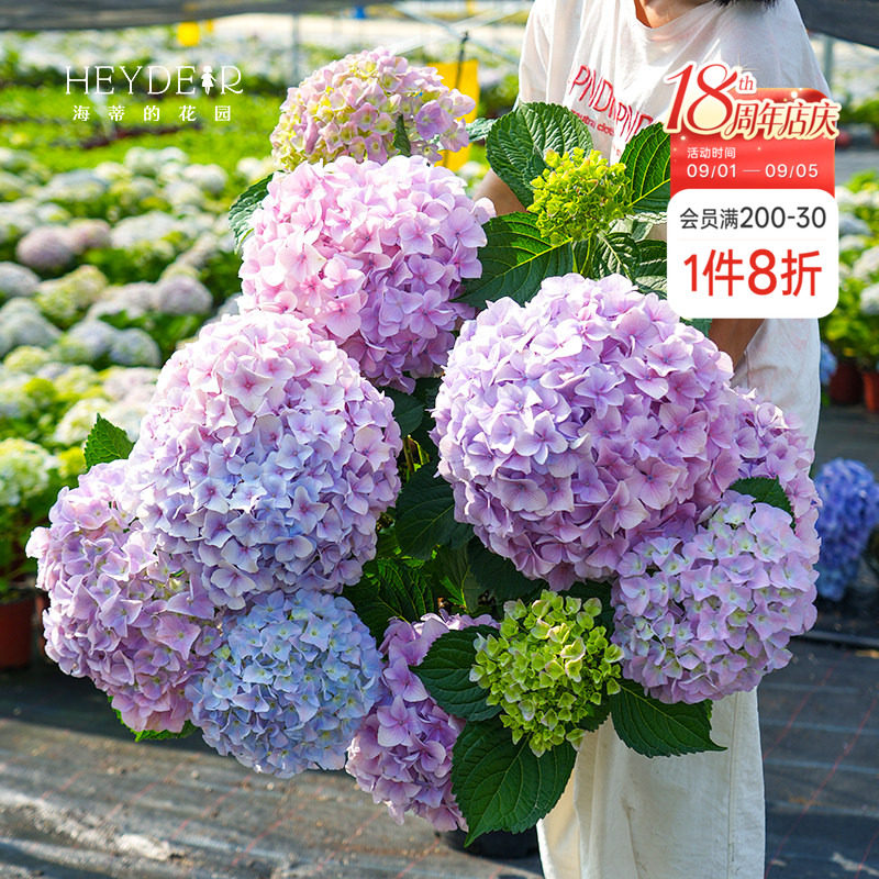 海蒂的花园绣球花盆栽花苗大海蓝薄荷拇指地栽阳台花园庭院植物图片