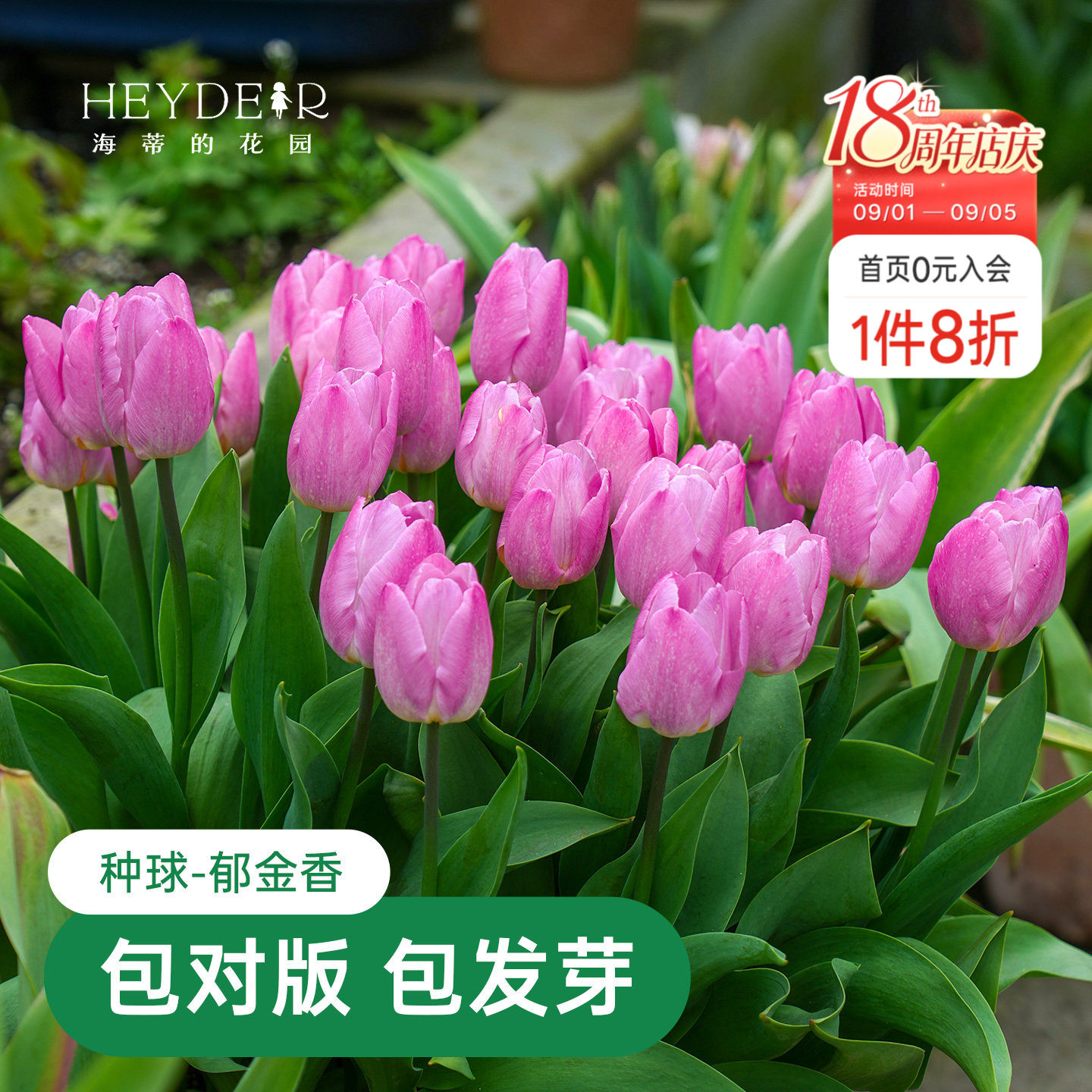 早春开花精灵新手好养郁金香图片