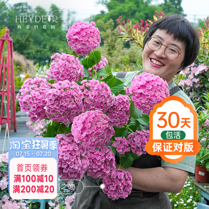 海蒂的花园重瓣绣球阳台盆栽
