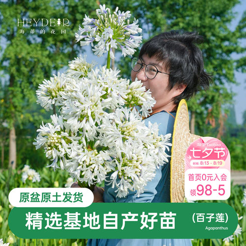 海蒂的花园百子莲圣母皇太后多年生植物阳台庭院花卉植物盆栽