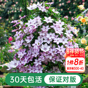 海蒂的花园铁线莲盆栽苗乌托邦倒影银币铃铛爬藤栅栏阳台花卉海妈