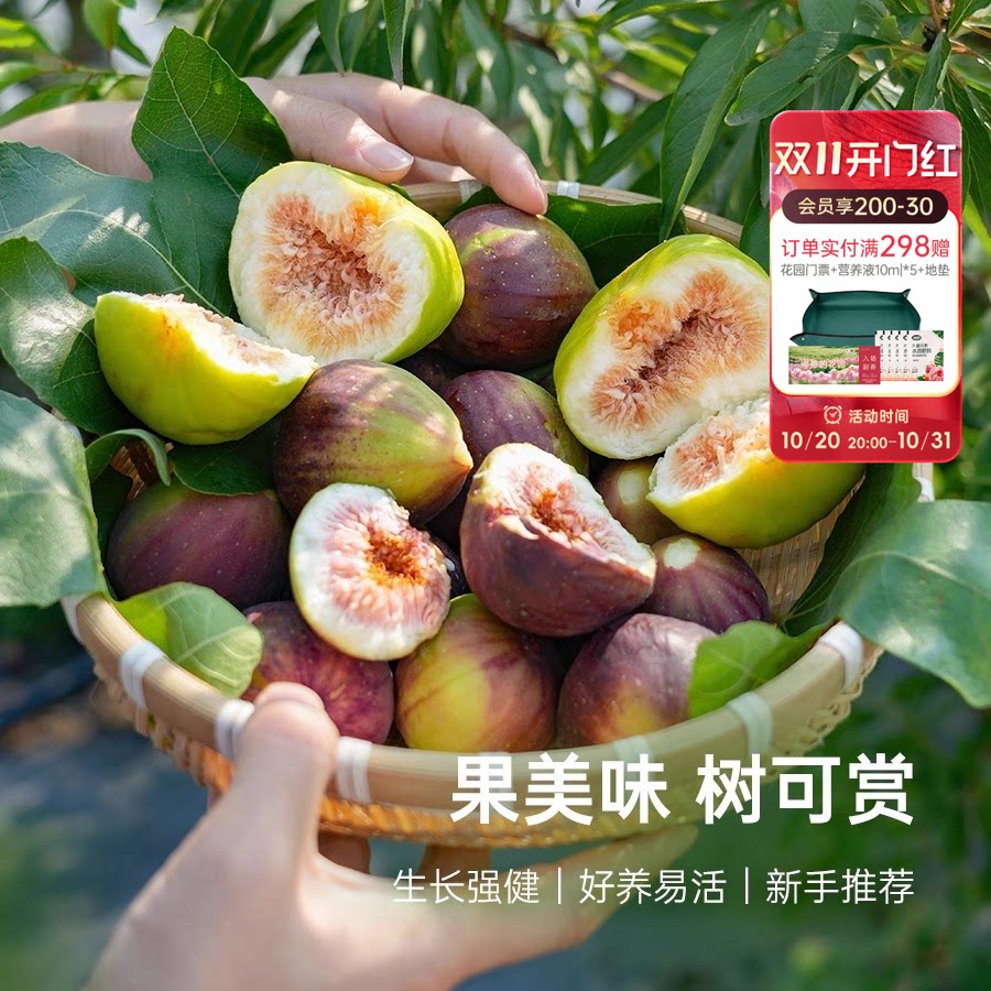 海蒂的花园无花果树果苗盆栽庭院家庭地栽水果树苗好种易养