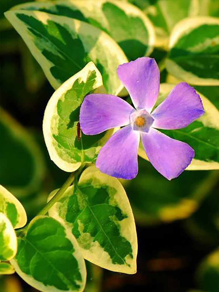 花叶蔓长春常绿耐阴垂吊阳台花园攀援爬藤植物花卉盆栽
