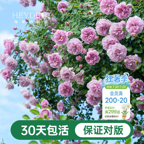 海蒂的花园爬藤月季花苗