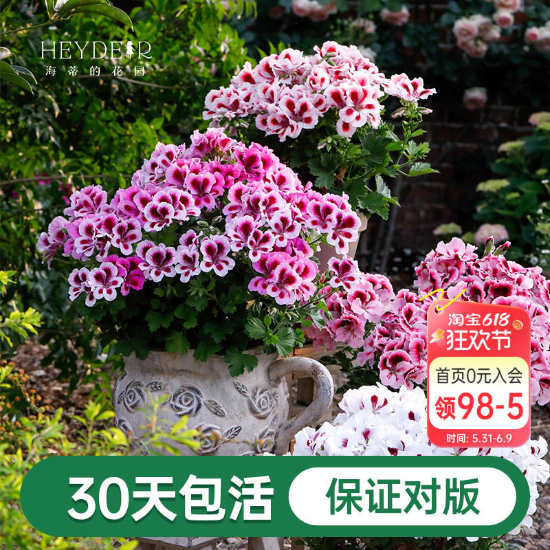 海蒂的花园天竺葵盆栽花苗垂吊重瓣办公室绿植阳台花卉植物室内花