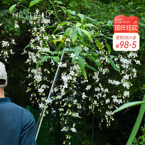 海蒂的花园垂丝茉莉常绿垂吊花卉