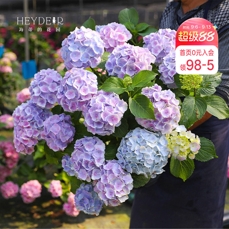 绣球海蒂海蒂的花园好看好养图片