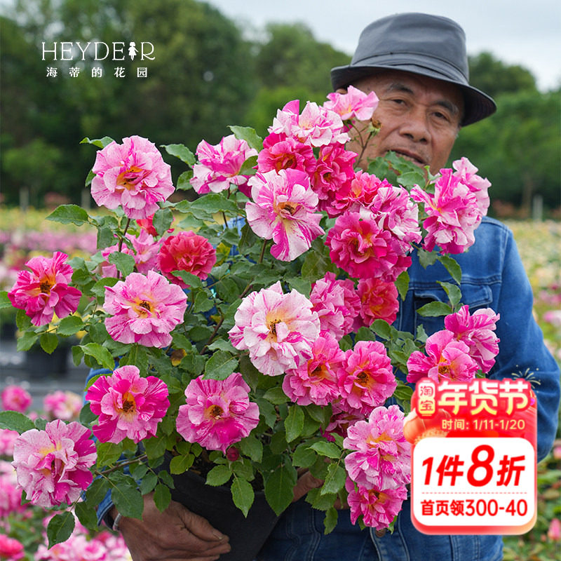 海蒂的花园月季花苗埃德加德加勤花抗病新手灌木条纹阳台花卉盆栽