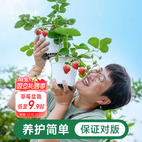 海蒂的花园家庭阳台草莓盆栽对版