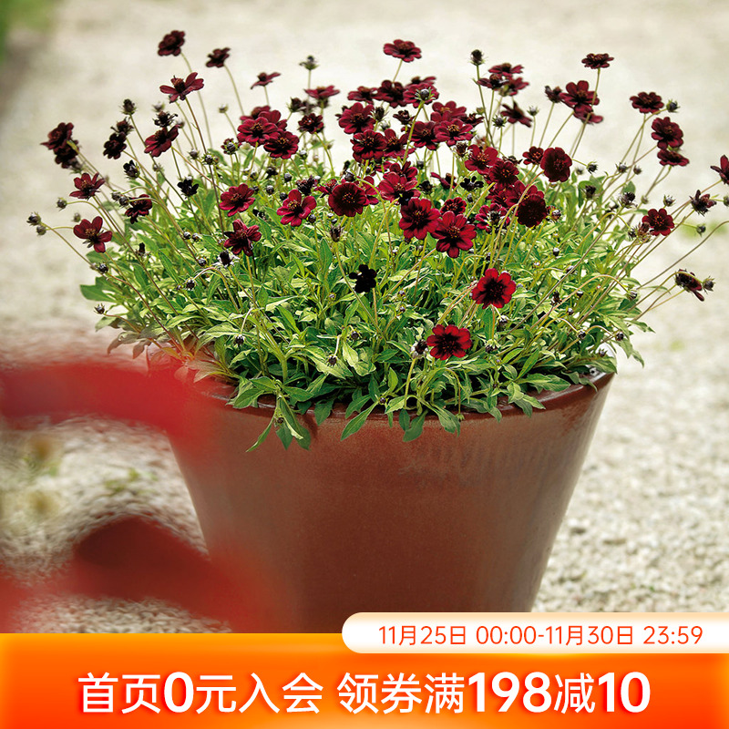 海蒂的花园巧克力秋英波斯菊多年生好养切花阳台植物花卉盆栽块根