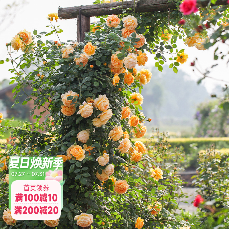 海蒂的花园黄金庆典有香味爬藤