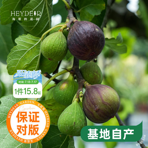 海蒂的花园水果树苗无花果