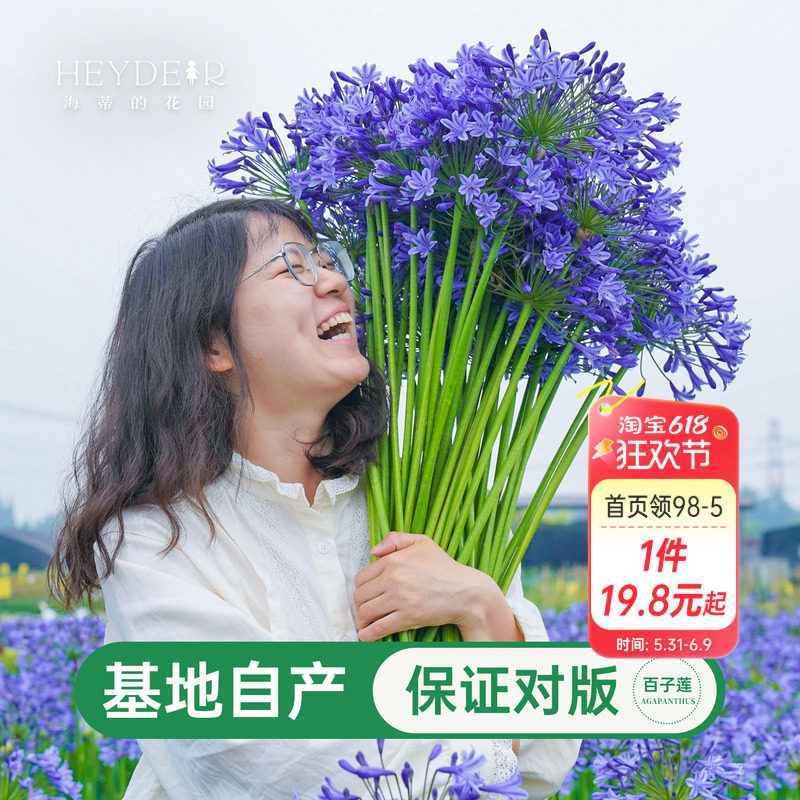 海蒂的花园百子莲圣母皇太后银宝宝庭院耐热耐晒植物花卉盆栽