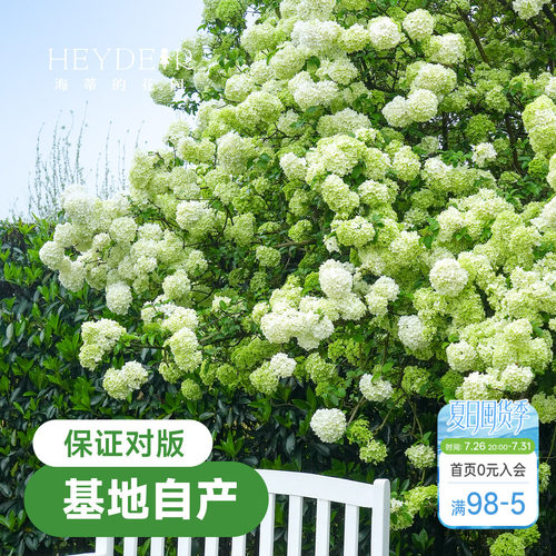 中华木绣球【小红书10万人种草】