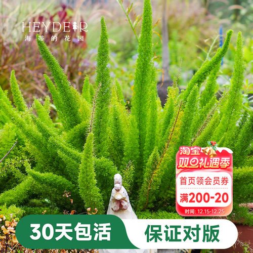 盆栽苗狐尾天门冬海蒂花叶