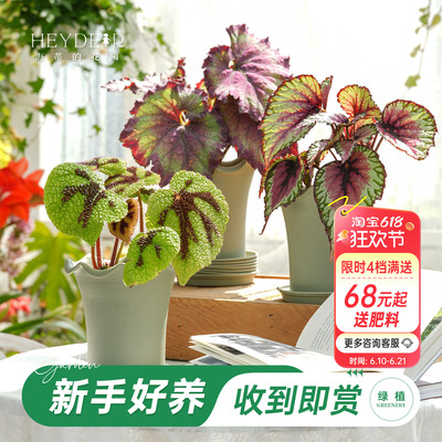 鸟巢蕨秋海棠海芋绿植盆栽带盆