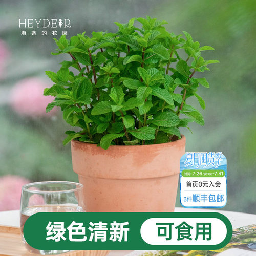 海蒂的花园薄荷盆栽苗
