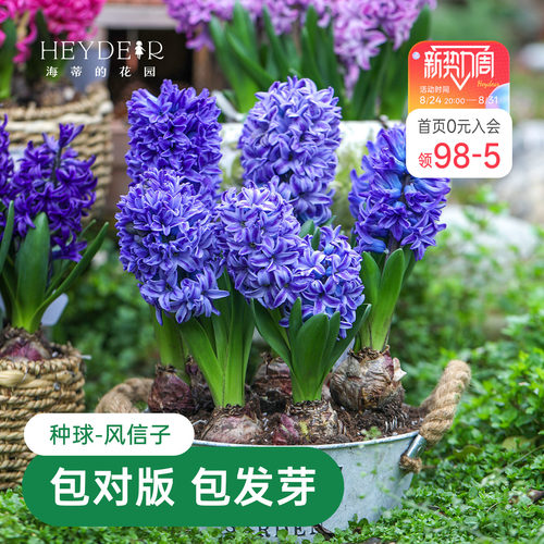 海蒂的花园风信子盆栽花卉阳台庭院地栽花卉花园栽种绿植海妈家