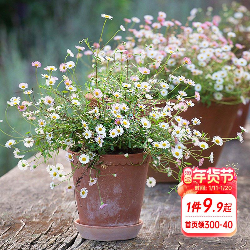 海蒂的花园墨西哥飞蓬多年生易开花自然野趣宿根草花庭院花卉盆栽,鲜花速递/花卉仿真/绿植园艺,时令草本花卉,淘宝优惠券,粉丝福利购,淘宝优惠卷