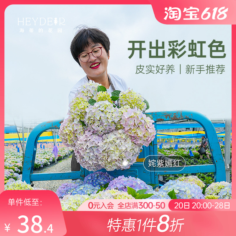 海妈家自产绣球带花苞发货无尽夏