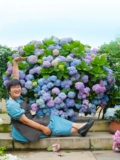 海蒂的花园 Гортензия в горшках, рассада цветов, бесконечное лето, большие цветы, цветы Wanhua, зеркало, балкон, сад, двор, растения