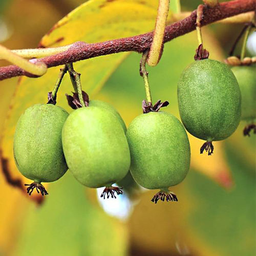 海蒂的花园爬藤植物软枣猕猴桃