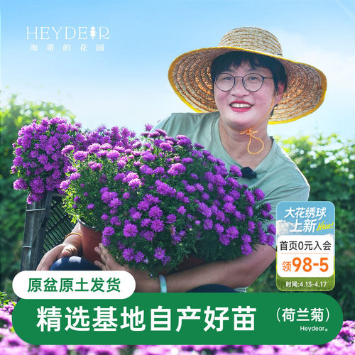 紫菀小卡罗可开花四季植物