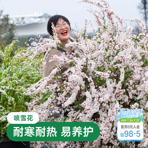 海蒂的花园金叶雪柳多年生花灌木