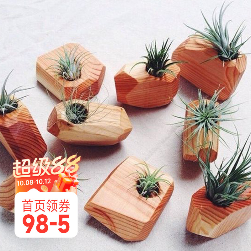 海蒂的花园空气凤梨植物客厅