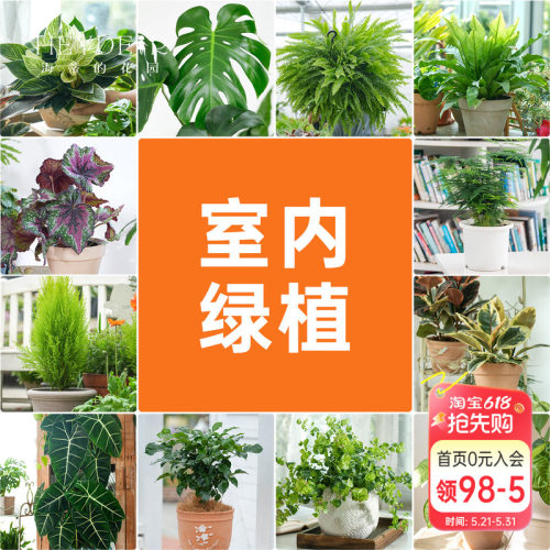 海蒂的花园室内绿植铂金钻龟背竹盆栽室内客厅桌面办公室观叶植物