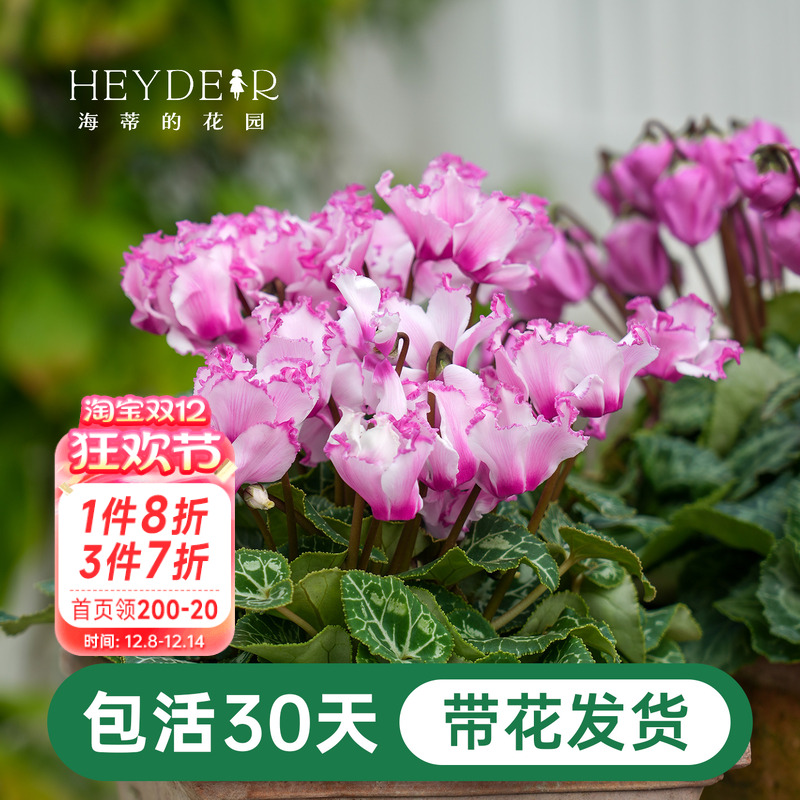 年宵花仙客来冬天室内开花