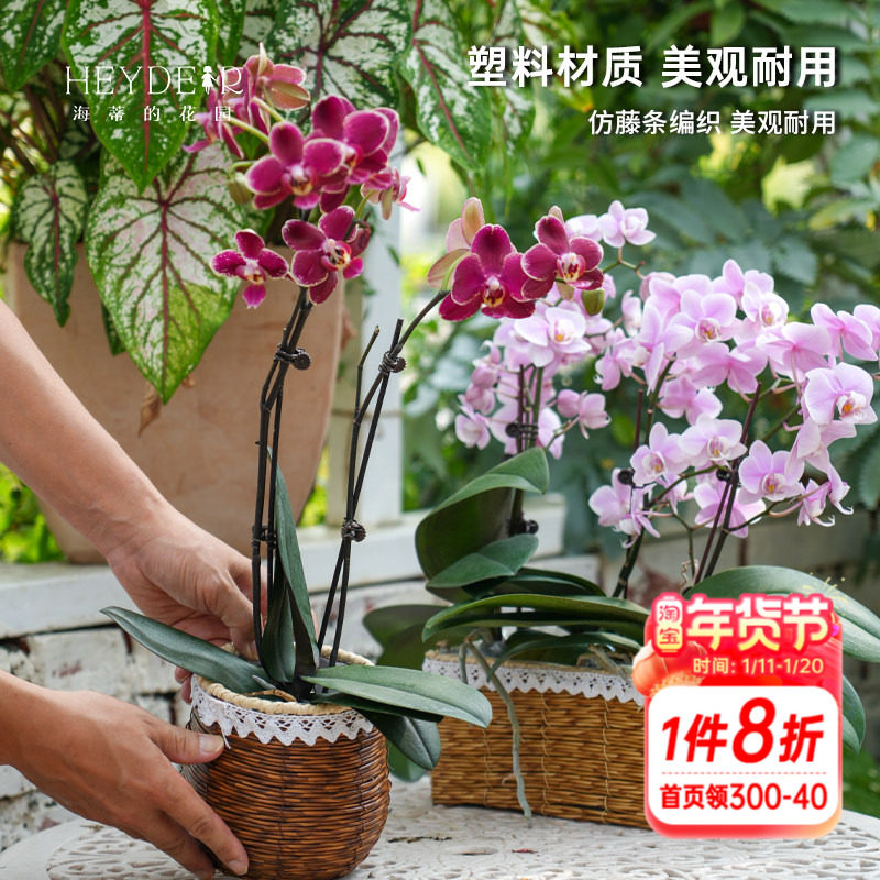 海蒂的花园 塑料仿藤编花篮蝴蝶兰长寿花绿萝创意园艺装饰套盆,鲜花速递/花卉仿真/绿植园艺,花篮,淘宝优惠券,粉丝福利购,淘宝优惠卷