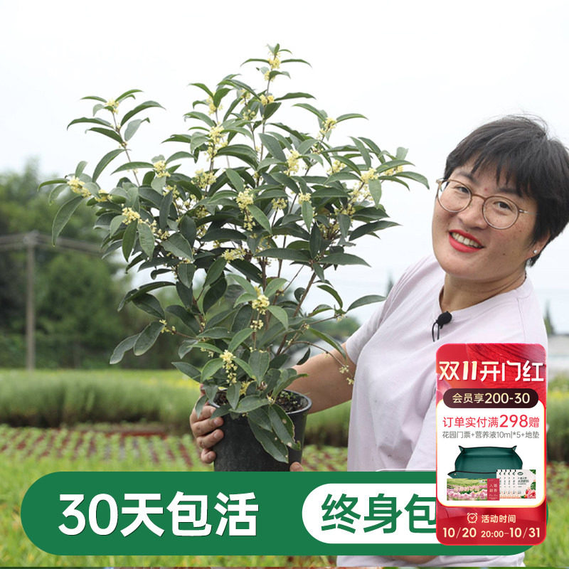 海蒂的花园桂花树苗四季桂盆栽室内可养庭院地栽花卉绿植八月金桂