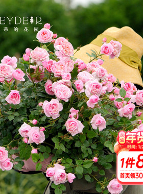 海蒂的花园月季铃之妖精勤花抗病微月阳台庭院盆栽花卉植物花苗