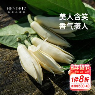 海蒂的花园黄葛兰黄角兰白兰花四川本土植物耐热香味花卉树苗盆栽
