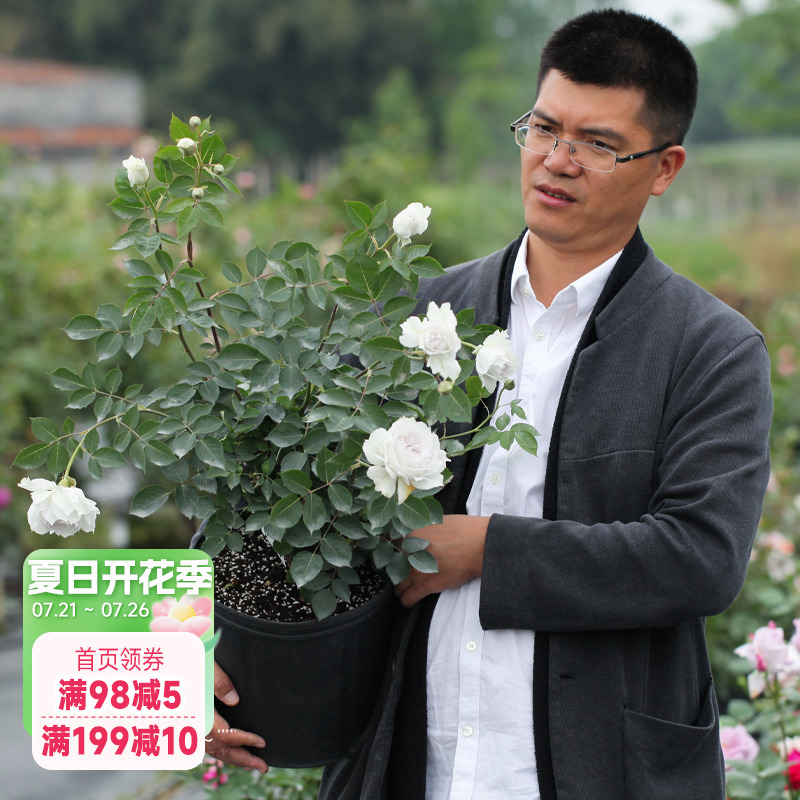 海蒂的花园月季加百利大天使