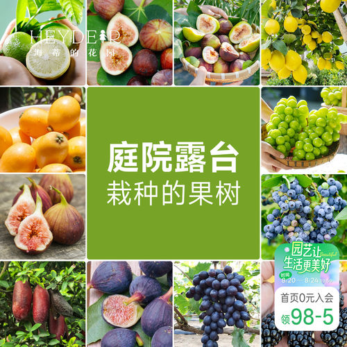 海蒂的花园 果树盆栽香水柠檬葡萄无花果好养果量大庭院易活果苗