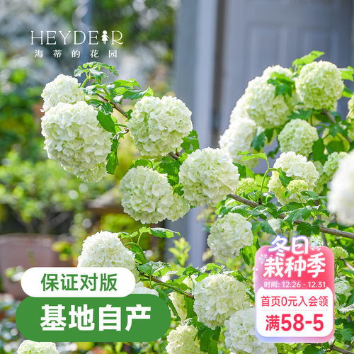海蒂的花园欧洲木绣球花卉植物庭院露台庭院盆栽树苗耐寒绣球花苗