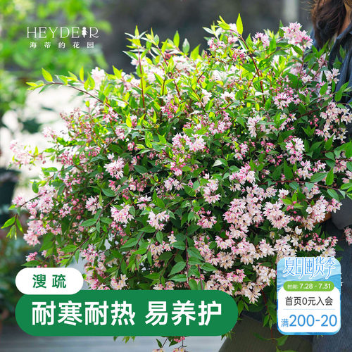 春天花瀑布溲疏海蒂的花园灌木