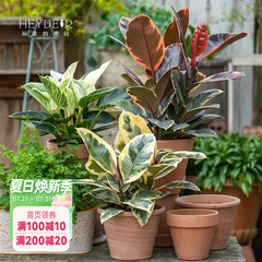海蒂的花园橡皮树秋海棠红掌绿植盆栽室内客厅桌面办公室观叶