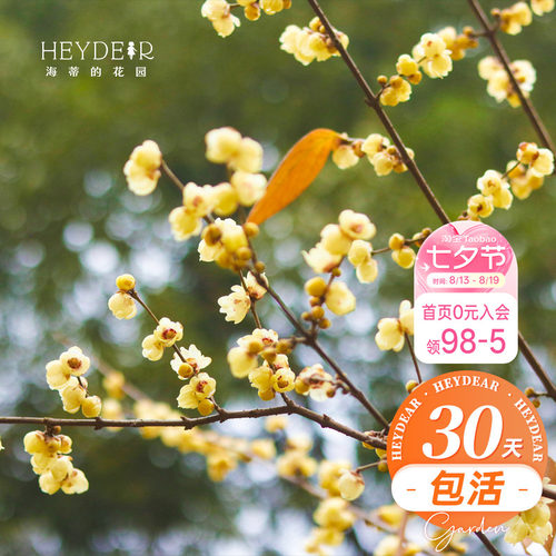 海蒂的花园腊梅花苗易活好养