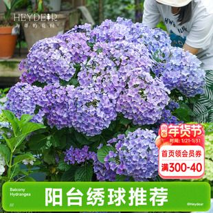 海蒂的花园成都总店大花绣球花苗阳台盆栽魔幻革命花卉植物