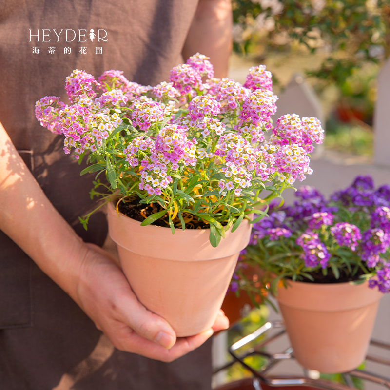 海蒂的花园垂吊植物长势香雪球