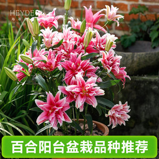 海蒂的花园春百合种球阳台盆栽品种重瓣单瓣进口球根植物海妈