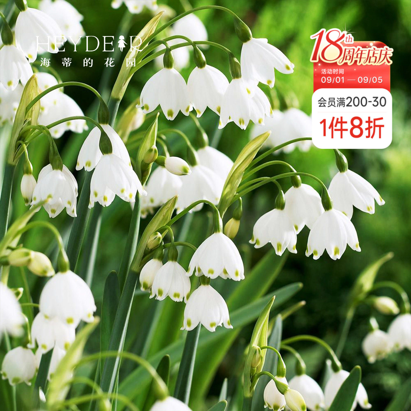 海蒂的花园雪片莲进口种球巨头雪滴花耐寒阳台可地栽球根花卉植物图片