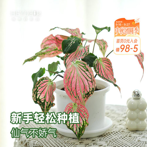海蒂的花园 彩叶芋盆栽苗粉色飞溅白色恋人桌面观叶植物室内绿植