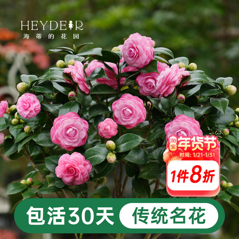 海蒂的花园茶花树苗盆栽十八学士山茶花香妃茶秋冬花卉【带花苞】,鲜花速递/花卉仿真/绿植园艺,时令草本花卉,淘宝优惠券,粉丝福利购,淘宝优惠卷