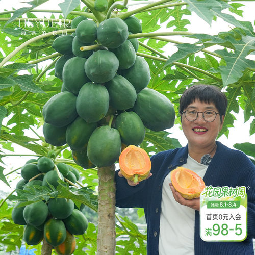 海蒂的花园 水果木瓜树苗盆栽苗南方种植庭院盆栽地栽果树果苗