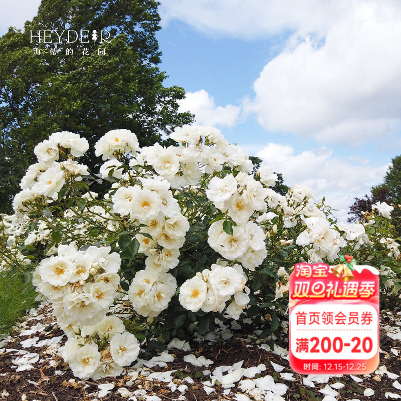 海蒂的花园直立冰山花大花卉植物