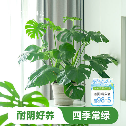 室内盆栽植物好养易活懒人观叶